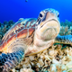 Illustration for article titled Woman Arrested for Riding Sea Turtle